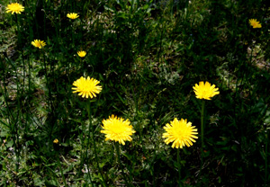 floating dandelions.JPG